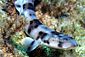 Smallerspotted Catshark